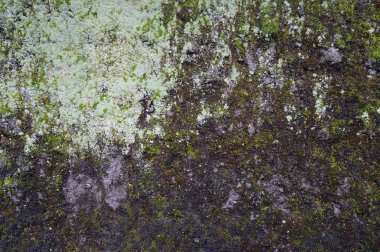 yosunlu tuğla duvar dokusu