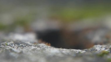 bir sürü çalışma karıncalar