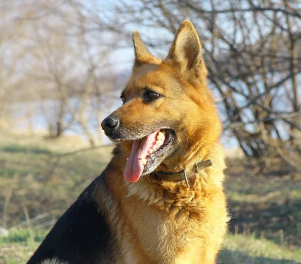 Sokaktaki Köpek Çoban Köpeği — Stok fotoğraf