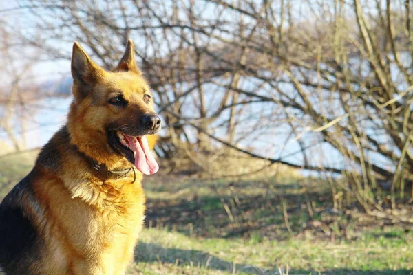 街上的狗牧羊犬 — 图库照片