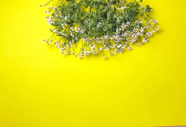 Flores sobre un fondo amarillo — Foto de Stock