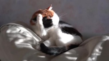 Üç renkli kedi ayaklarını yıkar. Arka planda güneş ve gölge parlıyor..