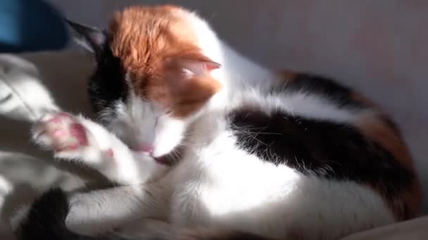 三色の猫は足を洗う。背景に太陽のまぶしさと影. — ストック動画