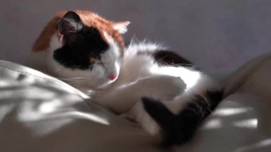 Üç renkli kedi koltukta uyur. Arka planda güneş ve gölge parlıyor..