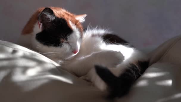 Tricolor katt sover på en fåtölj. Sol bländning och skugga på bakgrunden. — Stockvideo