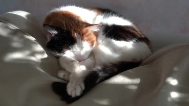 Dreifarbige Katze schläft auf einem Sessel. Sonneneinstrahlung und Schatten auf dem Hintergrund. — Stockvideo