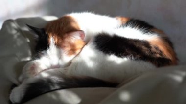 Üç renkli kedi koltukta uyur. Arka planda güneş ve gölge parlıyor..