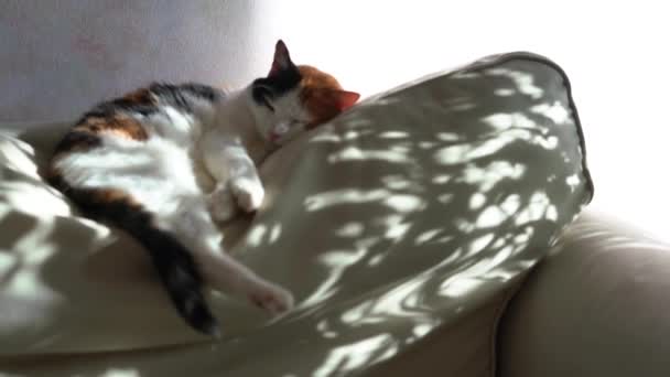 Üç renkli kedi koltukta uyur. Arka planda güneş ve gölge parlıyor.. — Stok video