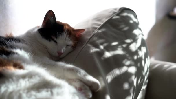 三色の猫は肘掛け椅子で寝てる。背景に太陽のまぶしさと影. — ストック動画