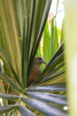 Geopelia striata ve kuş yuvası, ortasında yeşil bir ağaç üzerinde