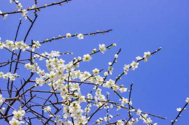 Beyaz Erik çiçekleri ve mavi gökyüzü parlak arka plan.