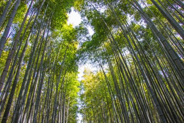 Arashiyama bambu grove Kyoto, Japonya için güneş arka plan üzerinde