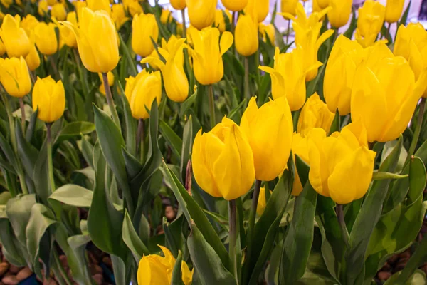 Beautiful tulip yellow flowers inside the garden. Select focus