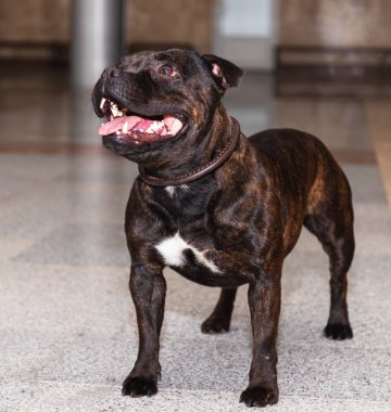 American staffordshire terrier a