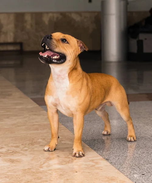 American staffordshire terrier a