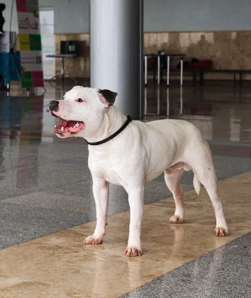 American staffordshire terrier a