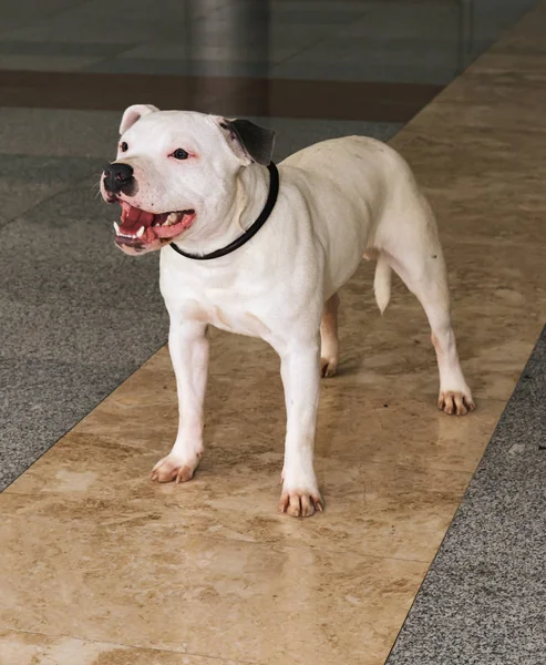 American staffordshire terrier a