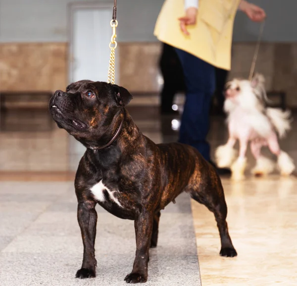American staffordshire terrier a