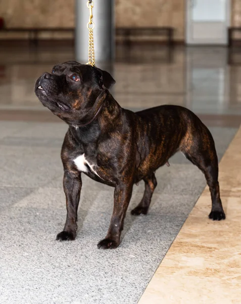 American staffordshire terrier a