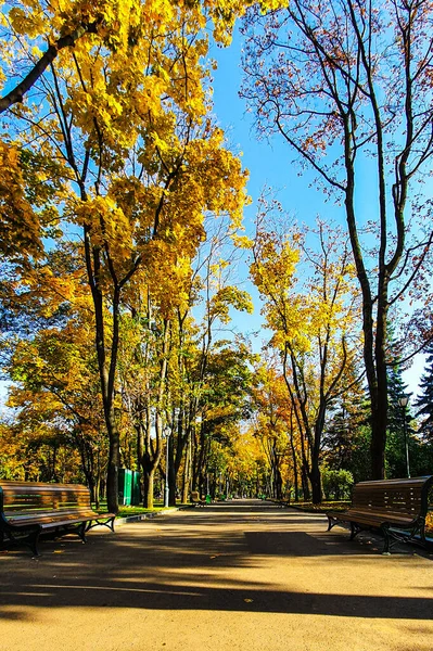 Желтые Листья Городской Аллеи — стоковое фото