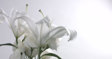 Studio video beyaz çiçekler ateş