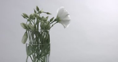 Studio video beyaz çiçekler ateş