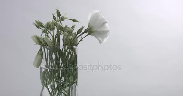 Белые цветы во время студийной съемки — стоковое видео