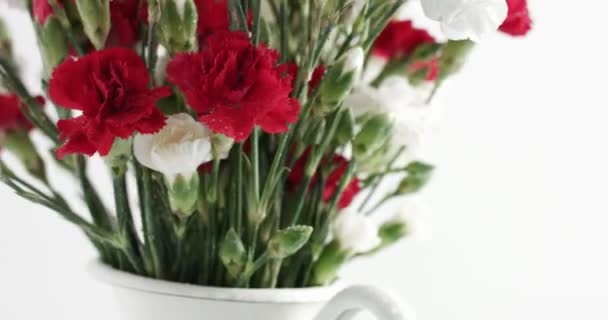 Red and white carnation flower rotation — Stock Video