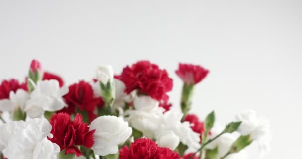 Rotazione fiore garofano rosso e bianco — Video Stock