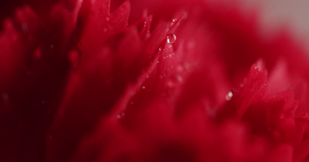 Röd cornation blommor closeup — Stockvideo