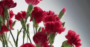 Kırmızı ve beyaz Karanfil çiçek döndürme