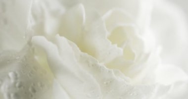 Beyaz Karanfil çiçek portre