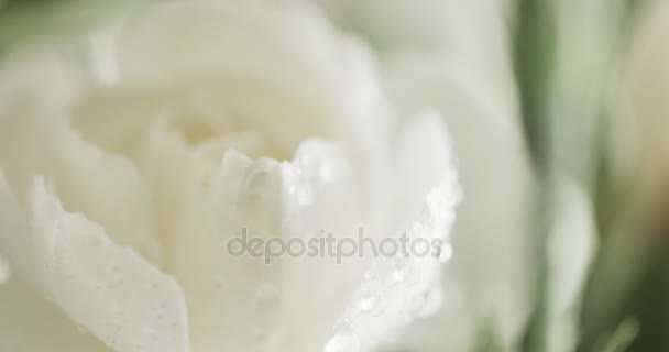 Witte carnation bloem closeup — Stockvideo