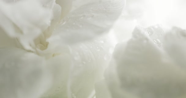 Clavel blanco flor primer plano — Vídeos de Stock