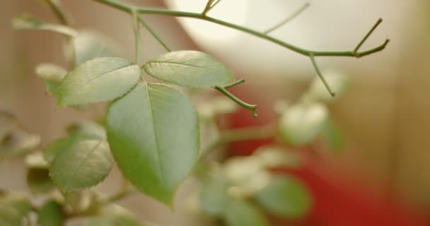 Prendre soin d'un petit jardin urbain — Video