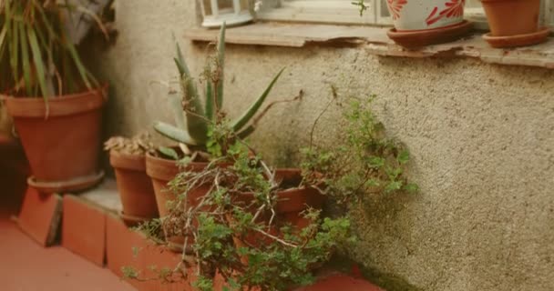 Pflege eines kleinen städtischen Gartens — Stockvideo