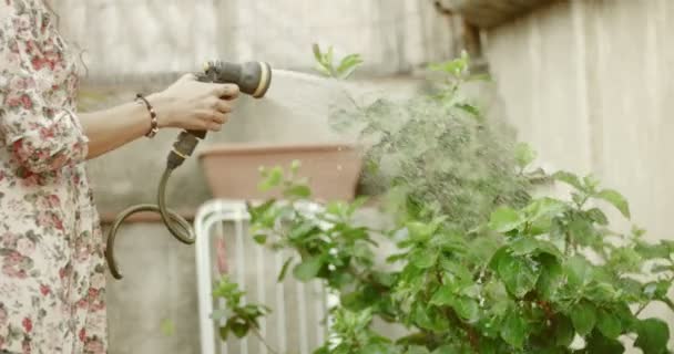 Taking care of a small urban garden — Stock Video