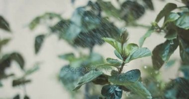 Küçük bir kent bahçe bakımı