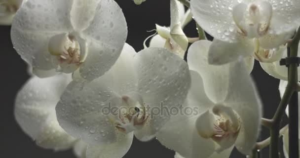 Bílá orchidej na černém pozadí