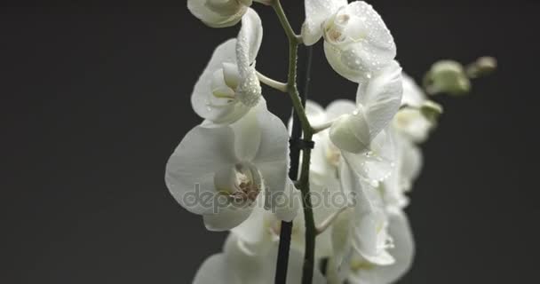 Witte orchidee op zwarte achtergrond — Stockvideo