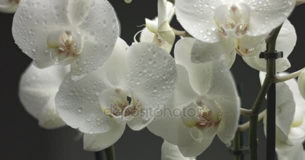 Weiße Orchidee auf schwarzem Hintergrund