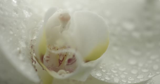 Witte orchidee op zwarte achtergrond — Stockvideo