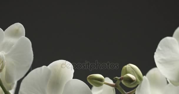 Siyah arkaplanda beyaz orkide — Stok video