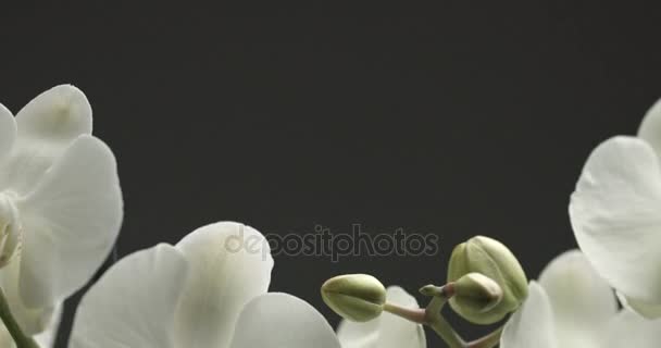 Orchidée blanche sur fond noir