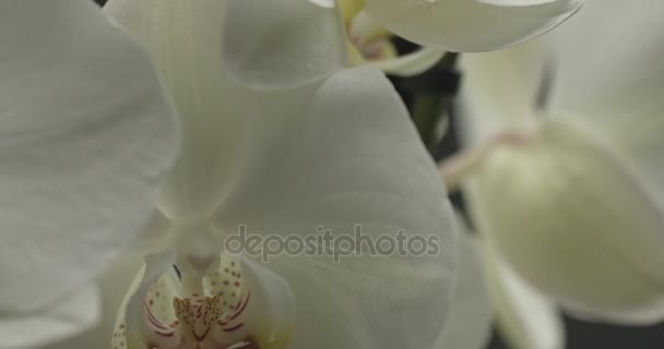 Bílá orchidej na černém pozadí — Stock video