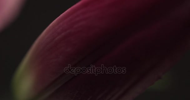 Pink lily on black background — Stock Video