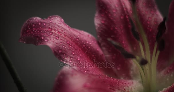 Roze lily op zwarte achtergrond — Stockvideo