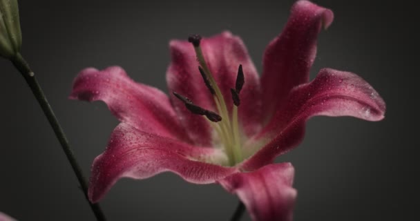 Roze lily op zwarte achtergrond — Stockvideo