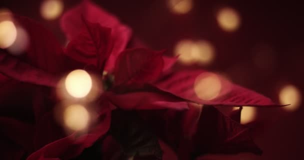 Christmas flower with lights around — Stock Video