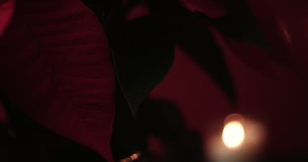 Flor de Navidad con luces alrededor — Vídeo de stock